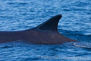 Fin whale dorsal fin. The fin whale is the second longest and sixth most massive animal ever, reaching lengths of 88 feet, Balaenoptera physalus, La Jolla, California