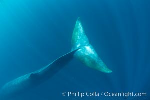 Fin whale underwater.  The fin whale is the second longest and sixth most massive animal ever, reaching lengths of 88 feet, Balaenoptera physalus, La Jolla, California