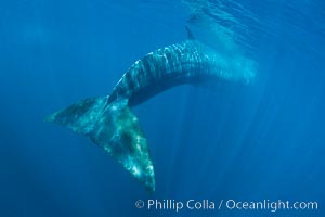 Fin whale underwater.  The fin whale is the second longest and sixth most massive animal ever, reaching lengths of 88 feet, Balaenoptera physalus, La Jolla, California