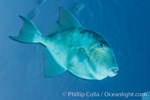 Finescale triggerfish underwater, Sea of Cortez, Baja California, Mexico, Balistes polylepis