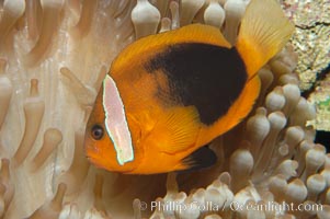 Fire clownfish, Amphiprion melanopus