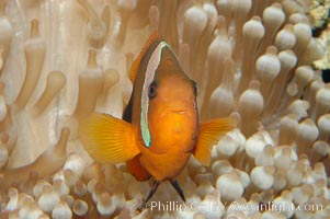 Fire clownfish, Amphiprion melanopus