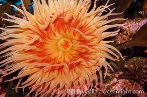 Fish-eating anemone, Urticina