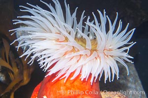 Fish-eating anemone, Urticina piscivora