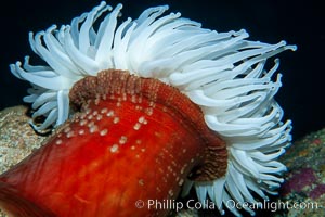 Fish-eating anemone, Urticina piscivora