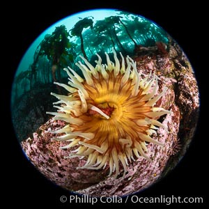 The Fish Eating Anemone Urticina piscivora, a large colorful anemone found on the rocky underwater reefs of Vancouver Island, British Columbia, Urticina piscivora