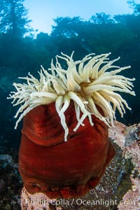 The Fish Eating Anemone Urticina piscivora, a large colorful anemone found on the rocky underwater reefs of Vancouver Island, British Columbia, Urticina piscivora