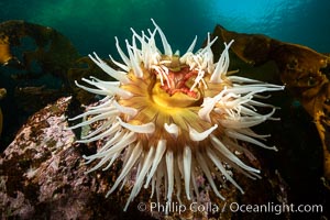 The Fish Eating Anemone Urticina piscivora, a large colorful anemone found on the rocky underwater reefs of Vancouver Island, British Columbia, Urticina piscivora