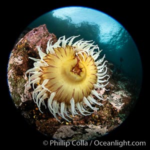 The Fish Eating Anemone Urticina piscivora, a large colorful anemone found on the rocky underwater reefs of Vancouver Island, British Columbia, Urticina piscivora