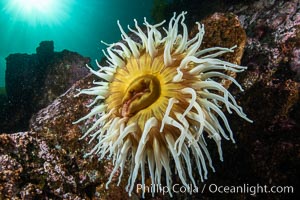 The Fish Eating Anemone Urticina piscivora, a large colorful anemone found on the rocky underwater reefs of Vancouver Island, British Columbia, Urticina piscivora