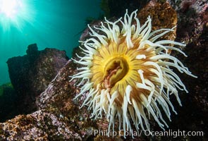 The Fish Eating Anemone Urticina piscivora, a large colorful anemone found on the rocky underwater reefs of Vancouver Island, British Columbia, Urticina piscivora