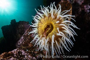 The Fish Eating Anemone Urticina piscivora, a large colorful anemone found on the rocky underwater reefs of Vancouver Island, British Columbia, Urticina piscivora