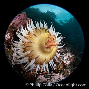 The Fish Eating Anemone Urticina piscivora, a large colorful anemone found on the rocky underwater reefs of Vancouver Island, British Columbia, Urticina piscivora