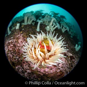 The Fish Eating Anemone Urticina piscivora, a large colorful anemone found on the rocky underwater reefs of Vancouver Island, British Columbia, Metridium farcimen, Urticina piscivora