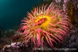 The Fish Eating Anemone Urticina piscivora, a large colorful anemone found on the rocky underwater reefs of Vancouver Island, British Columbia, Urticina piscivora