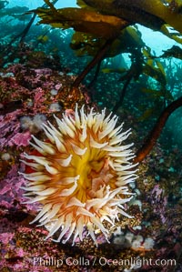 The Fish Eating Anemone Urticina piscivora, a large colorful anemone found on the rocky underwater reefs of Vancouver Island, British Columbia, Urticina piscivora