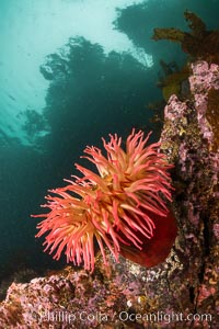 The Fish Eating Anemone Urticina piscivora, a large colorful anemone found on the rocky underwater reefs of Vancouver Island, British Columbia, Urticina piscivora