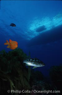 Garibaldi and kelp bass (calico bass), Hypsypops rubicundus, Guadalupe Island (Isla Guadalupe)