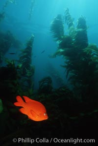 Garibaldi, kelp forest, Hypsypops rubicundus, San Clemente Island