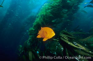 Garibaldi in kelp forest, Hypsypops rubicundus, San Clemente Island