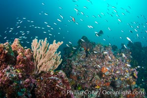 Fish schooling over reef at sunset, Sea of Cortez, Mikes Reef, Baja California, Mexico