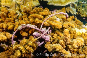 Fishing Longline, Wrapped and Embedded in Coral Head, Clipperton Island