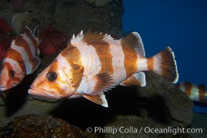 Flag rockfish, Sebastes rubrivinctus
