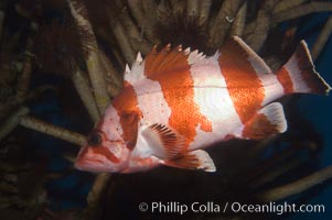 Flag rockfish, Sebastes rubrivinctus