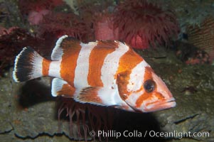 Flag rockfish, Sebastes rubrivinctus