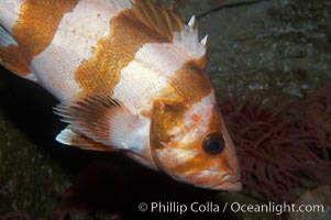 Flag rockfish, Sebastes rubrivinctus
