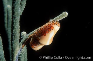 Flamingo tongue snail, Cyphoma gibbosum, Roatan