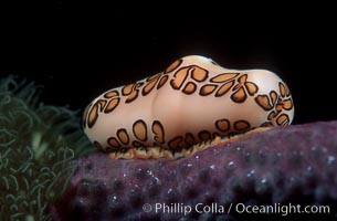 Flamingo tongue snail, Cyphoma gibbosum, Roatan