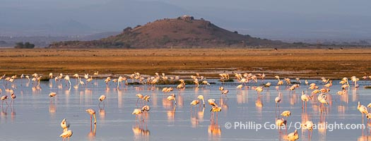 Flamingos, Amboseli National Park, Kenya, Phoenicopterus roseus