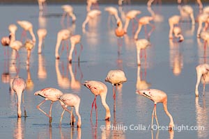 Flamingos, Amboseli National Park, Kenya, Phoenicopterus roseus