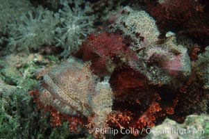 Flathead scorpionfish, Scorpaenopsis oxycephala, Egyptian Red Sea