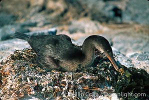 Flightless cormorant, Punta Espinosa, Nannopterum harrisi, Phalacrocorax harrisi, Fernandina Island