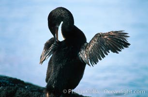 Flightless cormorant, Punta Espinosa, Nannopterum harrisi, Phalacrocorax harrisi, Fernandina Island