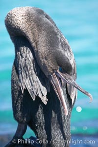 Flightless cormorant.  In the absence of predators and thus not needing to fly, the flightless cormorants wings have degenerated to the point that it has lost the ability to fly, however it can swim superbly and is a capable underwater hunter.  Punta Albemarle, Nannopterum harrisi, Phalacrocorax harrisi, Isabella Island