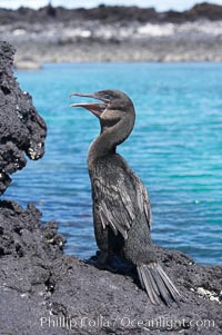 Flightless cormorant perched on volcanic coastline.  In the absence of predators and thus not needing to fly, the flightless cormorants wings have degenerated to the point that it has lost the ability to fly, however it can swim superbly and is a capable underwater hunter.  Punta Albemarle, Nannopterum harrisi, Phalacrocorax harrisi, Isabella Island