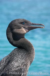 Flightless cormorant.  In the absence of predators and thus not needing to fly, the flightless cormorants wings have degenerated to the point that it has lost the ability to fly, however it can swim superbly and is a capable underwater hunter.  Punta Albemarle, Nannopterum harrisi, Phalacrocorax harrisi, Isabella Island