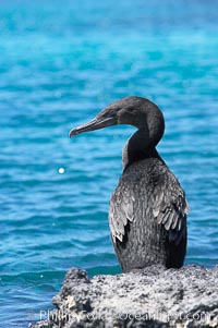 Flightless cormorant perched on volcanic coastline.  In the absence of predators and thus not needing to fly, the flightless cormorants wings have degenerated to the point that it has lost the ability to fly, however it can swim superbly and is a capable underwater hunter.  Punta Albemarle, Nannopterum harrisi, Phalacrocorax harrisi, Isabella Island