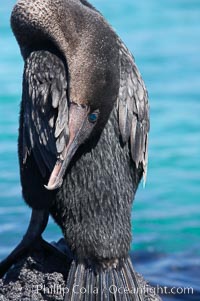 Flightless cormorant.  In the absence of predators and thus not needing to fly, the flightless cormorants wings have degenerated to the point that it has lost the ability to fly, however it can swim superbly and is a capable underwater hunter.  Punta Albemarle, Nannopterum harrisi, Phalacrocorax harrisi, Isabella Island