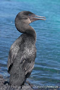 Flightless cormorant perched on volcanic coastline.  In the absence of predators and thus not needing to fly, the flightless cormorants wings have degenerated to the point that it has lost the ability to fly, however it can swim superbly and is a capable underwater hunter.  Punta Albemarle, Nannopterum harrisi, Phalacrocorax harrisi, Isabella Island