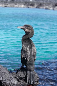 Flightless cormorant perched on volcanic coastline.  In the absence of predators and thus not needing to fly, the flightless cormorants wings have degenerated to the point that it has lost the ability to fly, however it can swim superbly and is a capable underwater hunter.  Punta Albemarle, Nannopterum harrisi, Phalacrocorax harrisi, Isabella Island