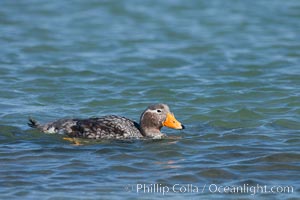 Flightless steamer duck, Tachyeres brachypterus, Carcass Island