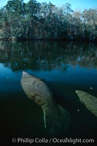 West Indian manatee, Homosassa State Park, Trichechus manatus, Homosassa River