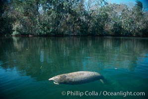 West Indian manatee, Homosassa State Park, Trichechus manatus, Homosassa River