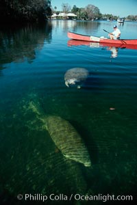 West Indian manatee and volunteer observer, Homosassa State Park, Trichechus manatus, Homosassa River