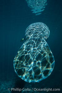 Broad flat tail of West Indian manatee, Trichechus manatus, Three Sisters Springs, Crystal River, Florida