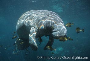 Florida Manatee at Three Sisters Springs, Crystal River, Florida, Trichechus manatus